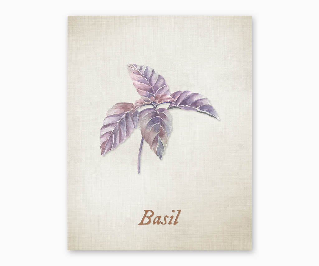 Vintage style illustration of basil herb plant on a textured beige background.