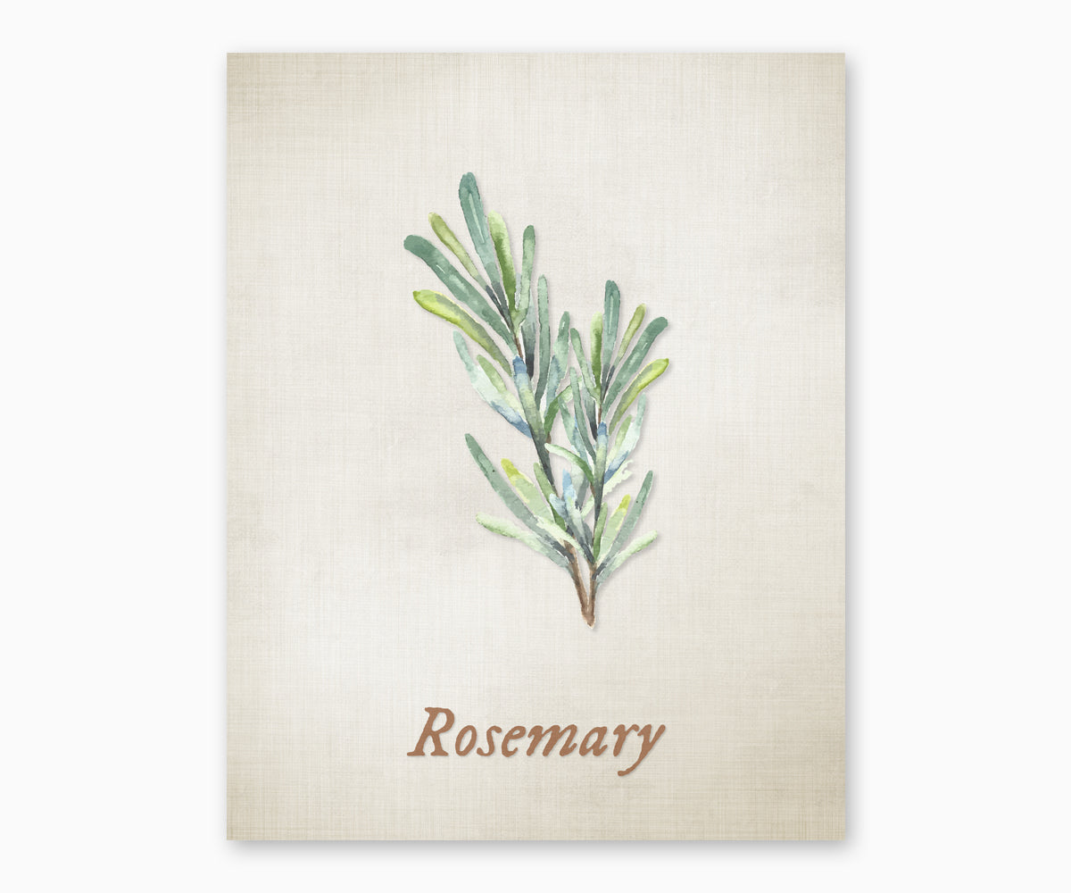 Vintage style illustration of a rosemary herb plant on a textured beige background.