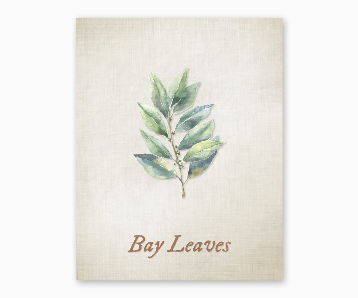 Vintage style illustration of bay leaves  on a beige background.