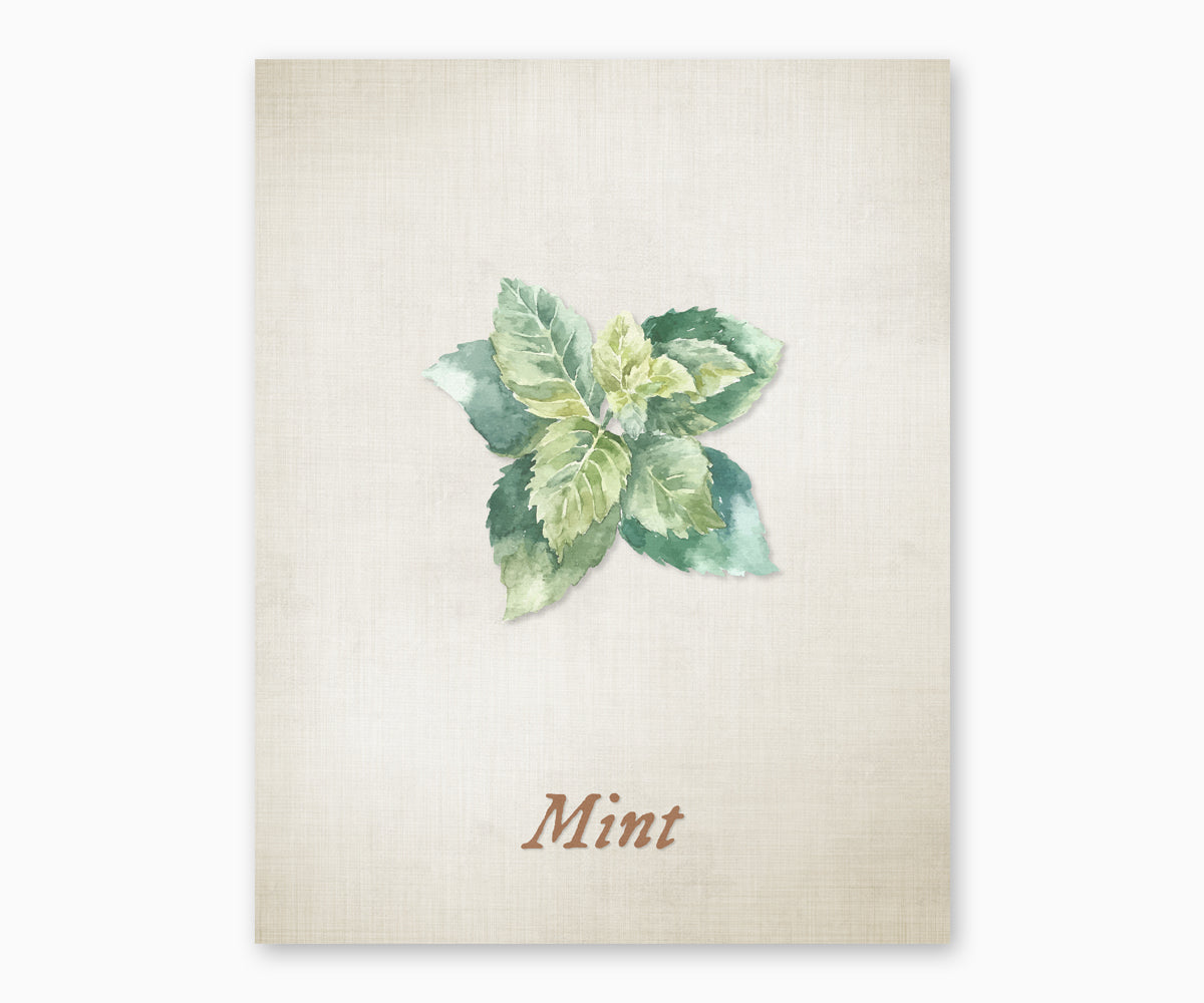 Vintage style illustration of mint herb plant on a textured beige background.