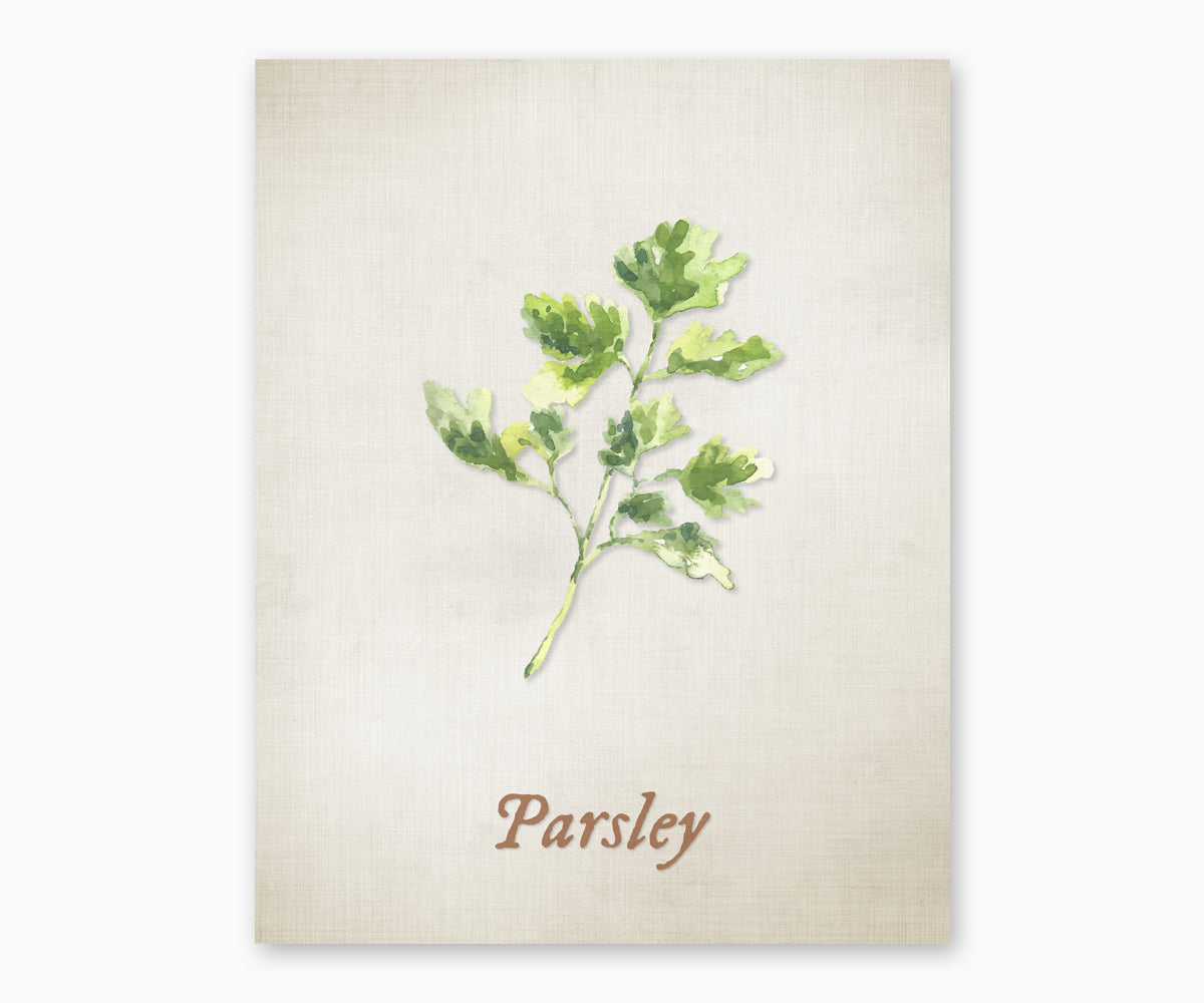 Vintage style illustration of parsley herb plant on a textured beige background.