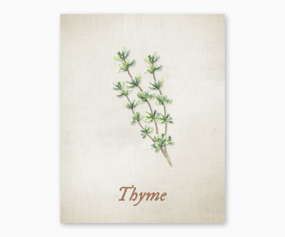 Vintage style illustration of thyme plant on a textured beige background.